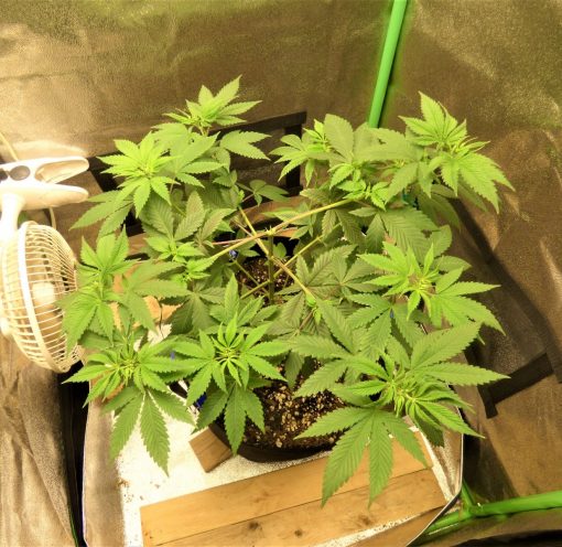 Harle-Tsu CBD Beginning Stages