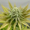 Harle-Tsu CBD Cannabis Plant