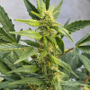 Pennywise CBD Cannabis Plant