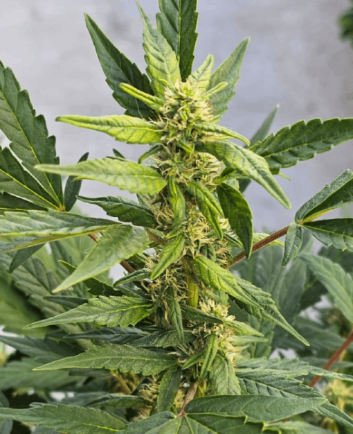 Pennywise CBD Cannabis Plant