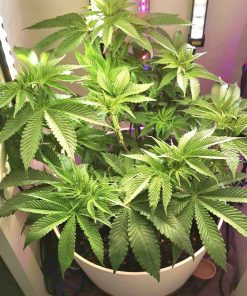 Red Congolese Autoflower Beginning Stages