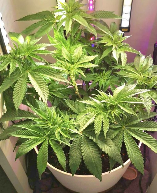 Red Congolese Autoflower Beginning Stages