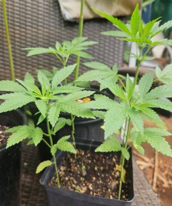 Ringo's Gift CBD Beginning Stages