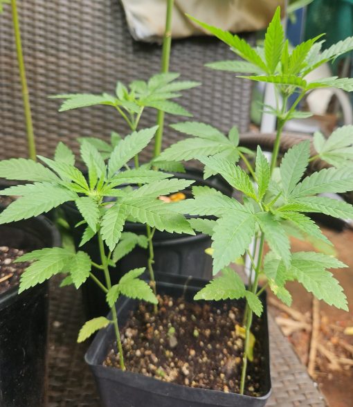 Ringo's Gift CBD Beginning Stages