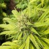 Ringo's Gift CBD Cannabis Plant