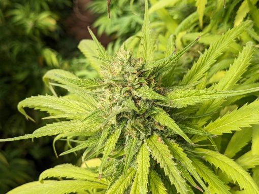 Ringo's Gift CBD Cannabis Plant