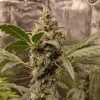 Holy Moly Cannabis Plant