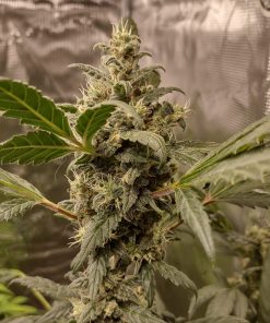 Holy Moly Cannabis Plant