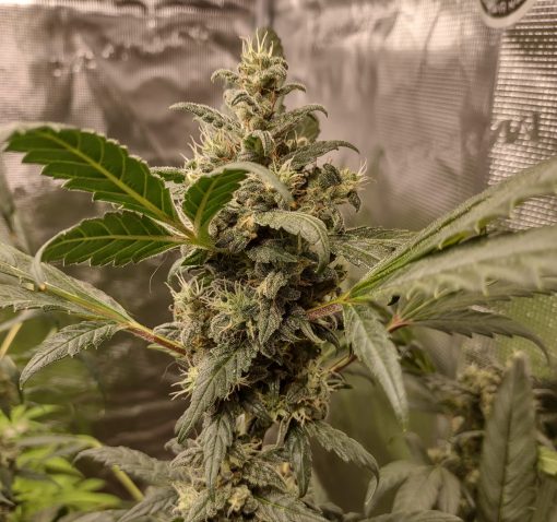 Holy Moly Cannabis Plant