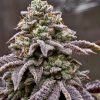 Black African Magic Feminized Cannabis Image