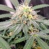 Loud Dream Cannabis Plant