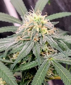 Loud Dream Cannabis Plant