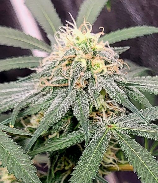 Loud Dream Cannabis Plant