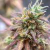 Pink Cadillac Cannabis Plant