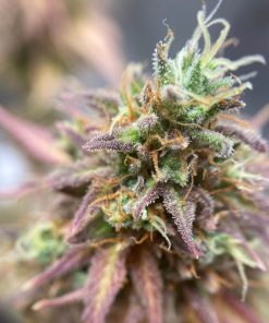 Pink Cadillac Cannabis Plant