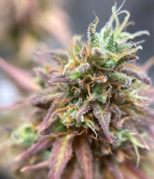 Pink Cadillac Cannabis Plant