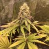 Lemon Cherry Gelato Cannabis Plant