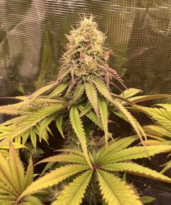 Lemon Cherry Gelato Cannabis Plant
