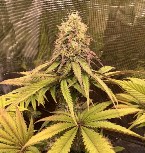 Lemon Cherry Gelato Cannabis Plant