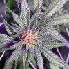 Black Truffle Cannabis Plant