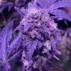 Grape Ape Cannabis Strain