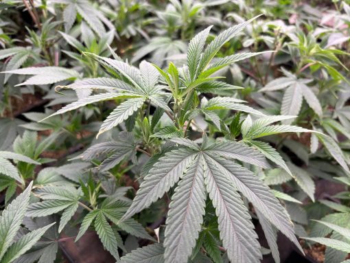 Black Truffle Teen Phase in a Grow Room