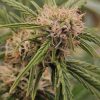Cereal Milk Feminized Cannabis Plant