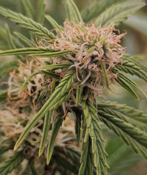 Cereal Milk Feminized Cannabis Plant