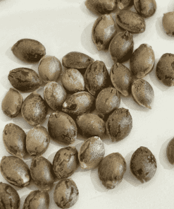 Alternative view of Alpine Star CBD