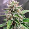 Jack Herer Autoflower Cannabis Plant