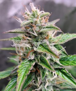 Jack Herer Autoflower Cannabis Plant