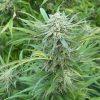 Godfather OG Cannabis Plant