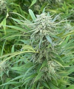 Godfather OG Cannabis Plant