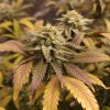 Pluto Weed Cannabis Plant