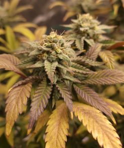 Pluto Weed Cannabis Plant