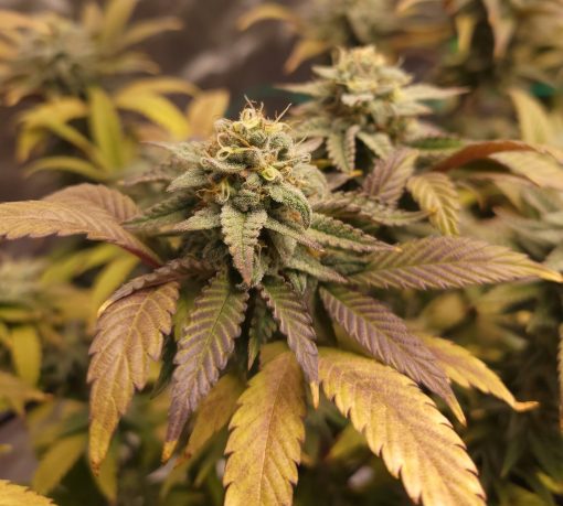 Pluto Weed Cannabis Plant