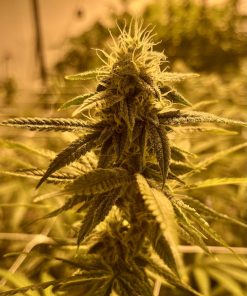Watermelon Autoflower Cannabis Image indoor grow room