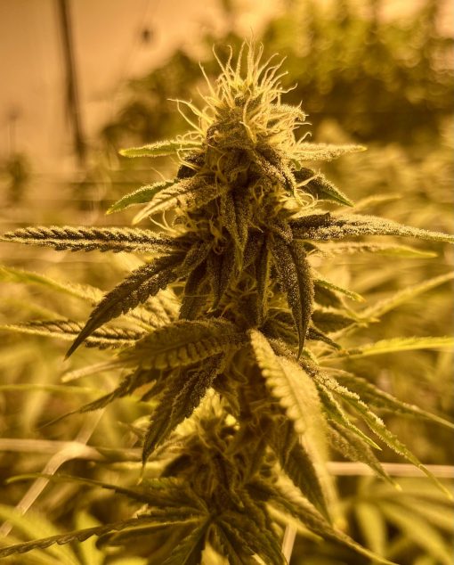 Watermelon Autoflower Cannabis Image indoor grow room