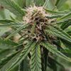 White Truffle Feminized Cannabis Seed Plant