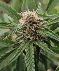 White Truffle Feminized Cannabis Seed Plant