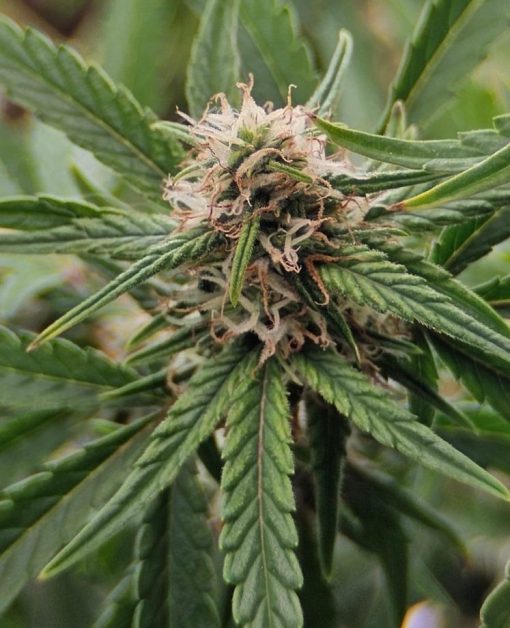 White Truffle Feminized Cannabis Seed Plant
