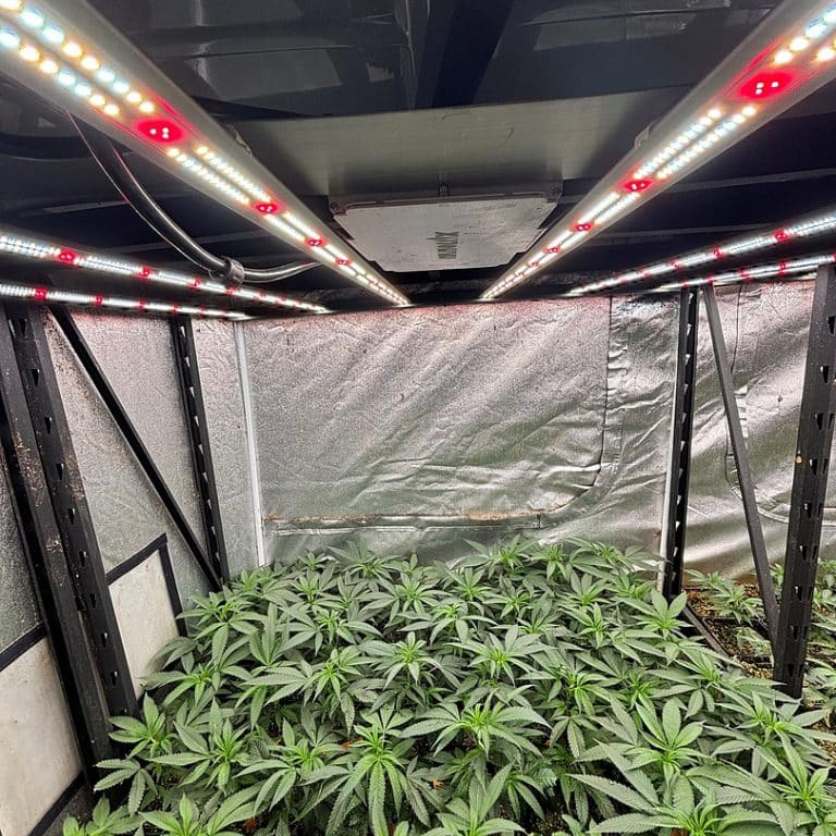 Mac 1 Grow Room with Lighting Environment with LED Full Spectrum