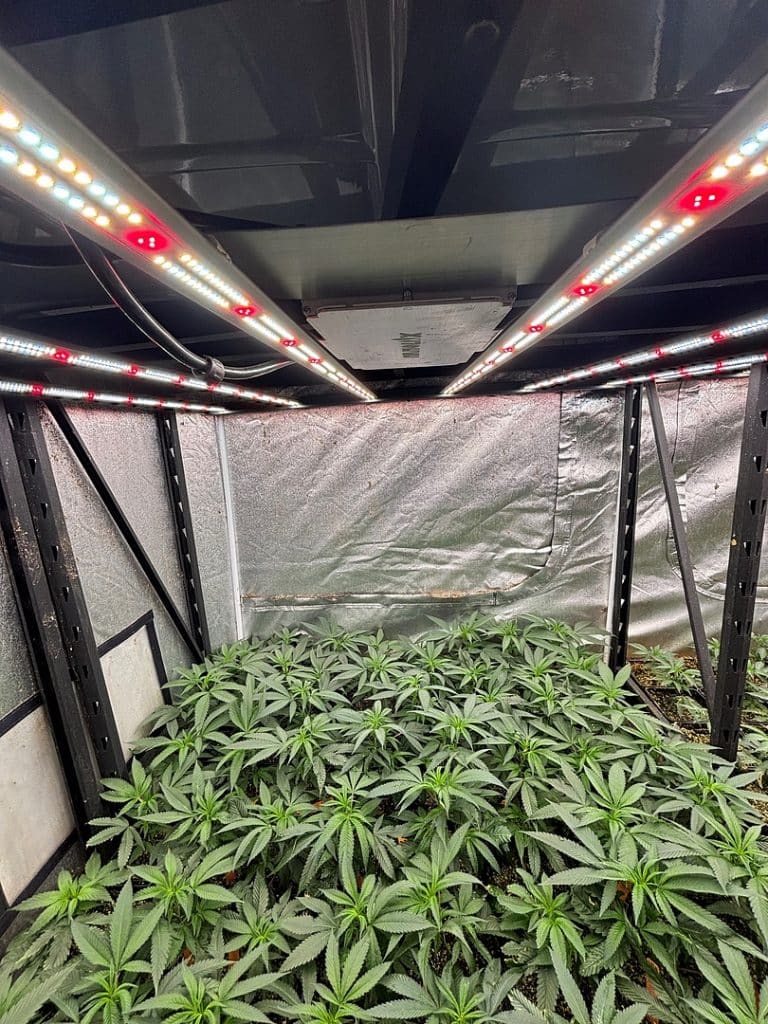 Mac 1 Grow Room with Lighting Environment with LED Full Spectrum