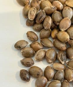 24 Gold Autoflower Image of Seeds