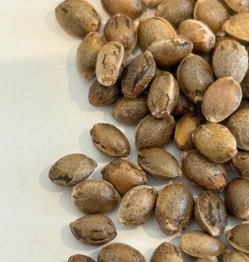 24K Gold Autoflower Cannabis Seeds