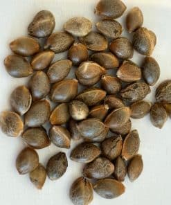 AK Autoflower Image of Seeds