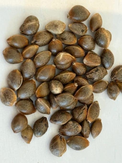 AK Autoflower Image of Seeds