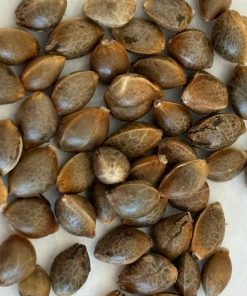 AK Autoflower Image of Seeds
