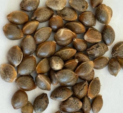 AK Autoflower Image of Seeds