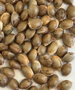 Apple Fritter Autoflower Image of Seeds